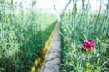 ÃÂ¡ultivation of Dianthus caryophyllus, theÃÂ carnation flowering